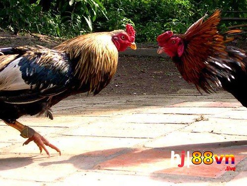 Viet 69 Io Khám Phá Thế Giới Giải Trí Trực Tuyến Đỉnh Cao